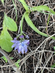 Hyacinthoides mauritanica