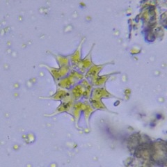 Pseudopediastrum