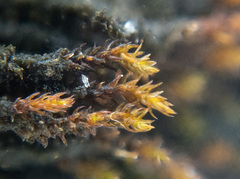 Andreaea