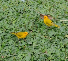 Sicalis flaveola