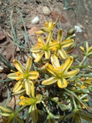 Albuca suaveolens