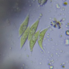 Scenedesmaceae