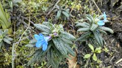 Glandora prostrata