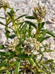 Blutaparon vermiculare