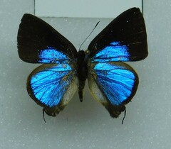 Lycaenidae