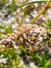Blutaparon vermiculare