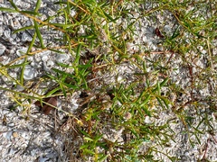 Blutaparon vermiculare