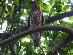 Ninox scutulata