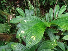 Columnea consanguinea