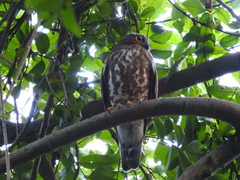 Ninox scutulata