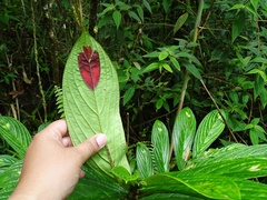 Columnea consanguinea
