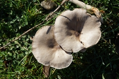 Melanoleuca