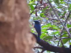 Cyornis