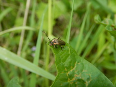 Atalantycha dentigera