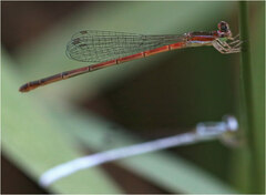 Agriocnemis argentea