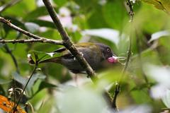 Chlorospingus semifuscus
