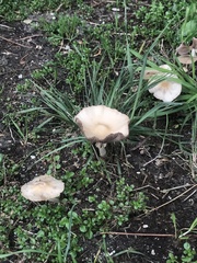 Marasmius nigrodiscus