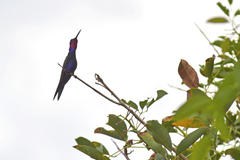 Heliomaster furcifer