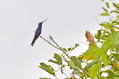 Heliomaster furcifer