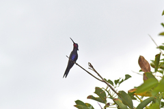 Heliomaster furcifer