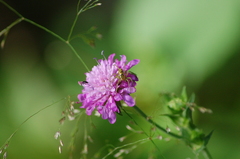 Dolomedes
