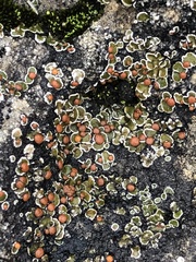 Psora pseudorussellii