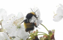 Bombus haematurus