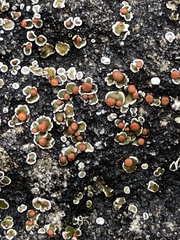 Psora pseudorussellii