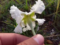 Mandevilla petraea