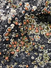 Psora pseudorussellii