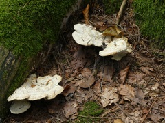 Calcipostia guttulata