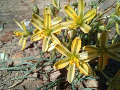 Albuca suaveolens