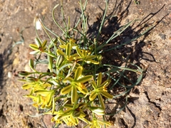 Albuca suaveolens