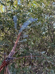 Eucalyptus pulverulenta