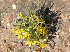 Albuca suaveolens