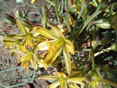 Albuca suaveolens