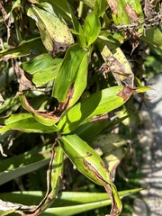 Dichorisandra thyrsiflora