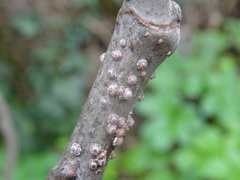 Ceroplastes rusci