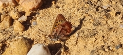 Aloeides pierus