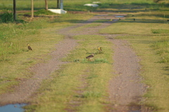Colaptes campestris campestroides
