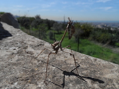 Empusa fasciata
