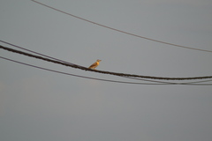 Colaptes campestris campestroides