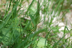 Epipactis