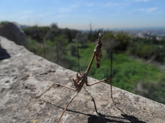 Empusa fasciata