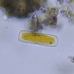 Bacillariophyceae