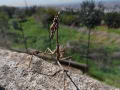 Empusa fasciata