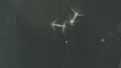 Corethron