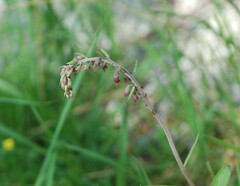 Epipactis