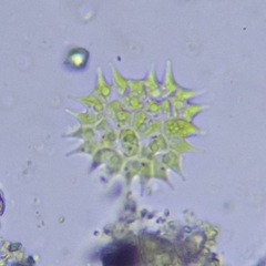 Pseudopediastrum boryanum