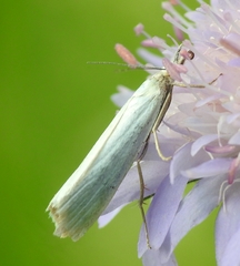 Crambus perlella